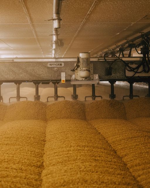 Insight into the production of brewing malt